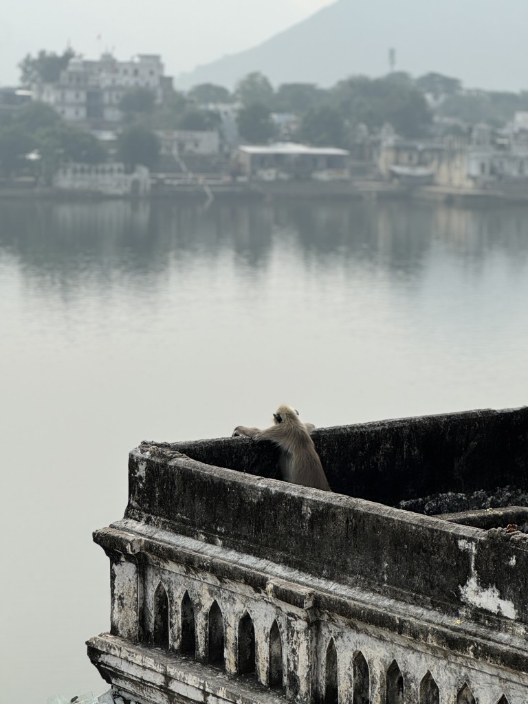 Scimmia a Pushkar, Samsara Roads